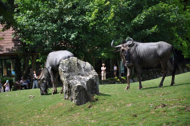 min 2013 07 06 beauval 086